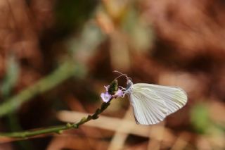 Narin Orman Beyaz (Leptidea sinapis)