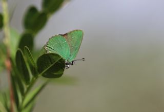 Byk Zmrt (Callophrys herculeana)