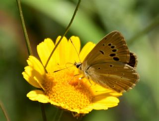 ? Agro Tr (Tanmsz) (Agrodiaetus sp.)