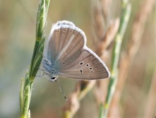 ? Agro Tr (Tanmsz) (Agrodiaetus sp.)