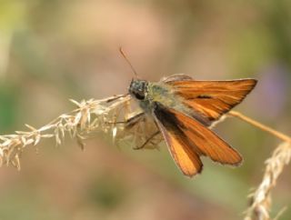 Sar Antenli Zpzp (Thymelicus sylvestris)