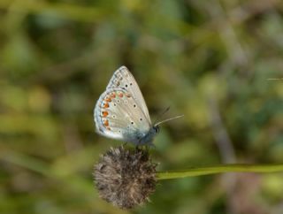 Anadolu Esmergz (Plebejus modicus)