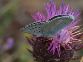 okgzl Edon Mavisi (Polyommatus aedon)