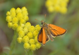 Sar Antenli Zpzp (Thymelicus sylvestris)