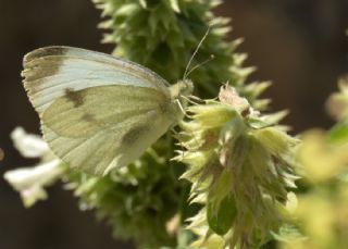 Kk Beyazmelek (Pieris rapae)