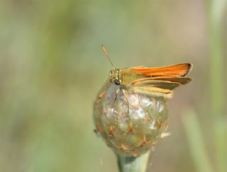 Sar Antenli Zpzp (Thymelicus sylvestris)