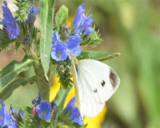 Kk Beyazmelek (Pieris rapae)