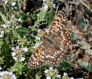 Benekli Byk parhan (Melitaea phoebe)