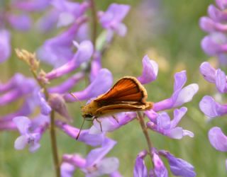 Sar Antenli Zpzp (Thymelicus sylvestris)