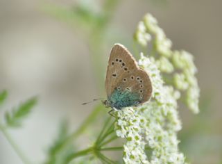 okgzl Diana Mavisi (Polyommatus diana)