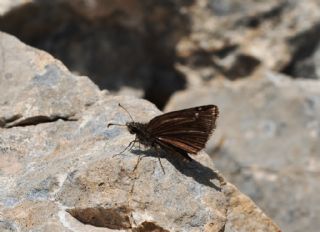 Kara Zpzp (Erynnis marloyi)