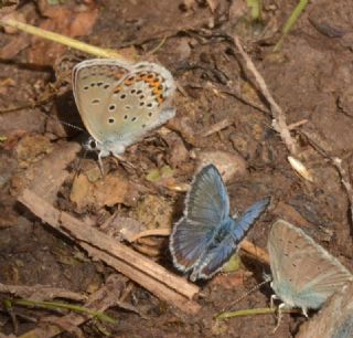 das Mavisi, Esmergz (Plebejus idas)