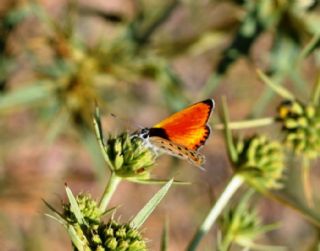 Alev Ategzeli (Lycaena kefersteinii)