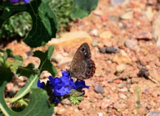 Hametli Pirireis (Satyrus ferulus)