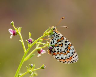 Gzel parhan (Melitaea trivia)