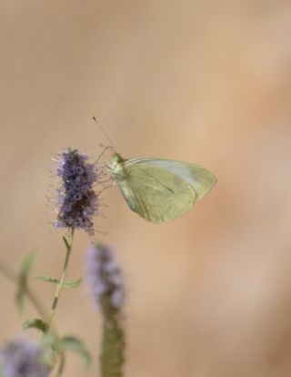 Da Beyazmelei (Pieris ergane)