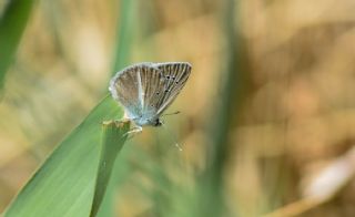 okgzl Hayal Mavisi (Polyommatus pierceae)