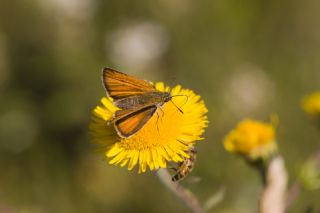 Sar Antenli Zpzp (Thymelicus sylvestris)