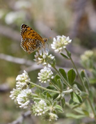 parhan (Melitaea cinxia)