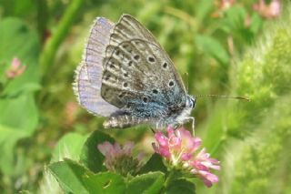 Byk Korubeni (Phengaris arion)