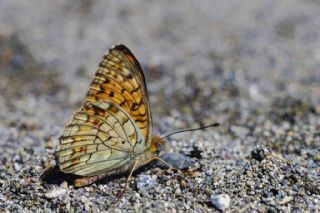 Niyobe (Fabriciana niobe)