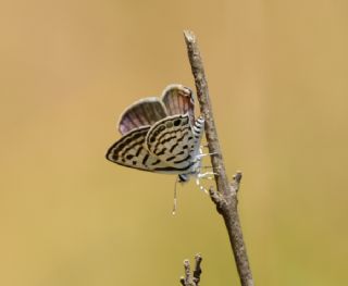 Balkan Kaplan (Tarucus balkanicus)