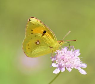 Sar Azamet (Colias croceus)