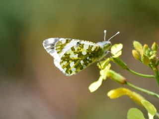 Da Oykls (Euchloe ausonia)