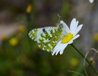 Da Oykls (Euchloe ausonia)