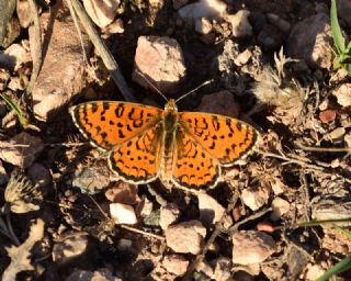 Gzel parhan (Melitaea trivia)
