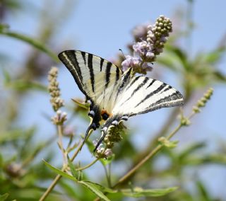 Erik Krlangkuyruk (Iphiclides podalirius)