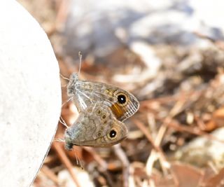 Esmerboncuk (Lasiommata maera)