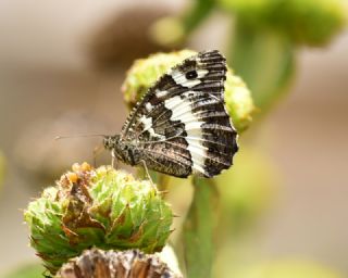 Kara Murat (Brintesia  circe)