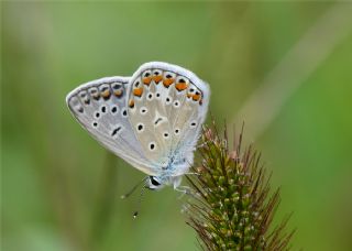 okgzl Meneke Mavisi (Polyommatus thersites)