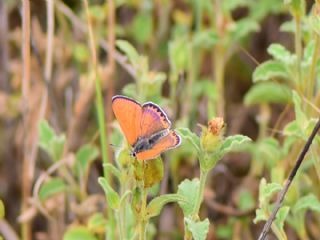 Kk Ate Gzeli (Lycaena thersamon)