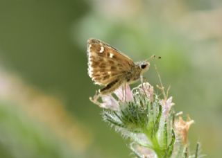 ark Zpzp (Carcharodus orientalis)