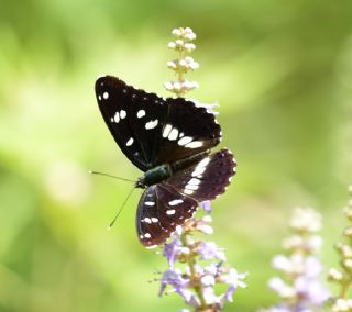 Akdeniz Hanmeli Kelebei (Limenitis reducta)