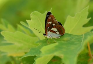 Akdeniz Hanmeli Kelebei (Limenitis reducta)