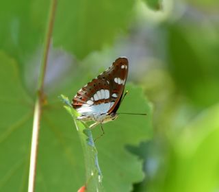 Akdeniz Hanmeli Kelebei (Limenitis reducta)