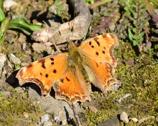 Anadolu Yrtkprt (Polygonia egea)
