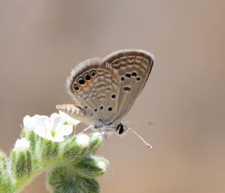 Mcevher Kelebei (Chilades trochylus)