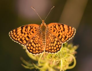 Benekli Byk parhan (Melitaea phoebe)