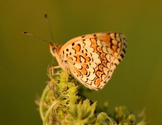 Benekli Byk parhan (Melitaea phoebe)