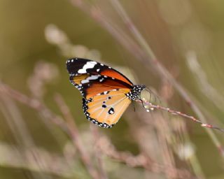 Sultan (Danaus chrysippus)