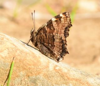 Karaaa Nimfalisi (Inachis polychloros)