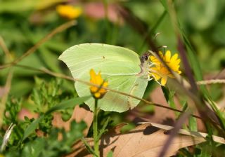 Anadolu Orakkanad (Gonepteryx farinosa)