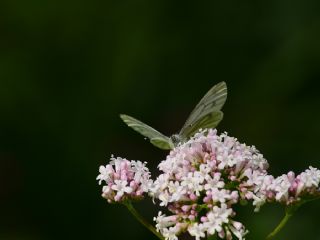 Yalanc Beyazmelek (Pieris pseudorapae)