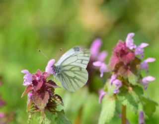 Yalanc Beyazmelek (Pieris pseudorapae)