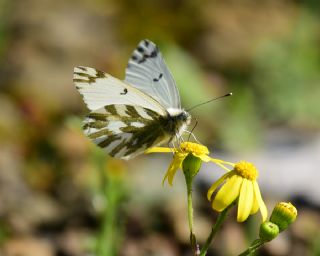 Kk Beneklimelek (Pontia chloridice)