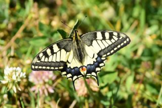 Krlangkuyruk (Papilio machaon)